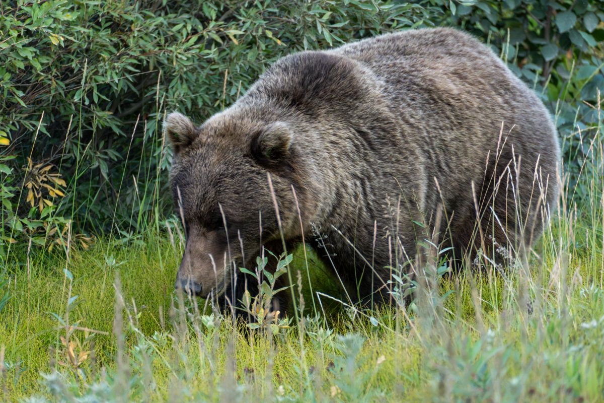 A grizzly bear walking directly beside the stationary bus in Denali