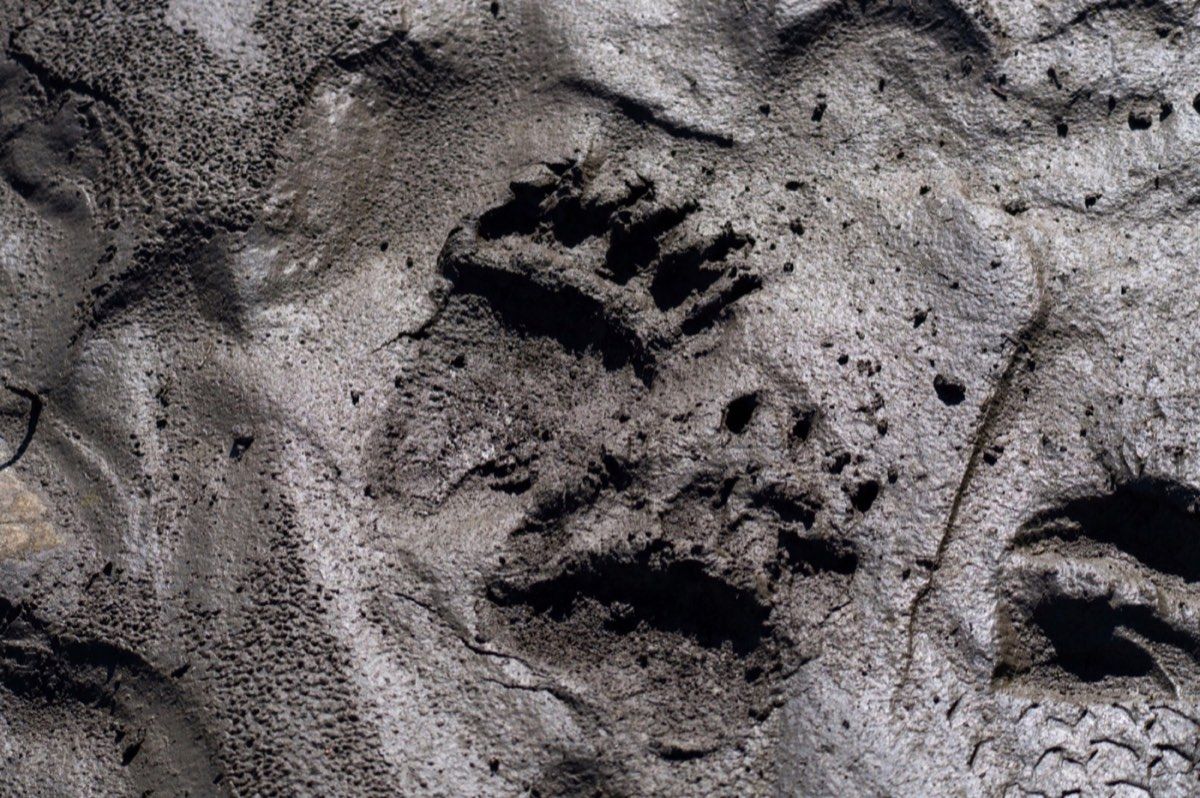 Bear track pressed into wet ground in Denali