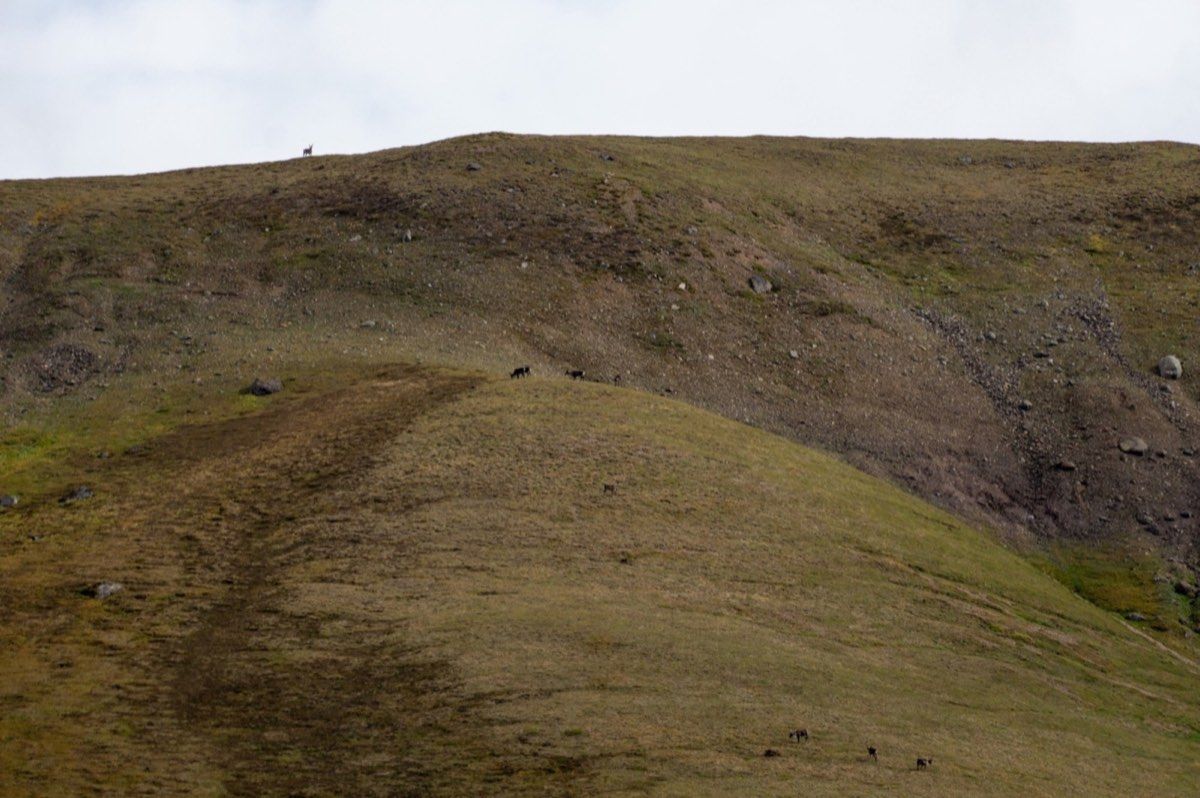 A small caribou herd moving through wide mountain tundra