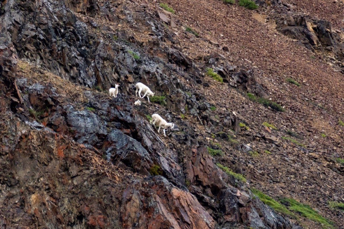 Dall sheep as small white shapes on a distant rocky slope