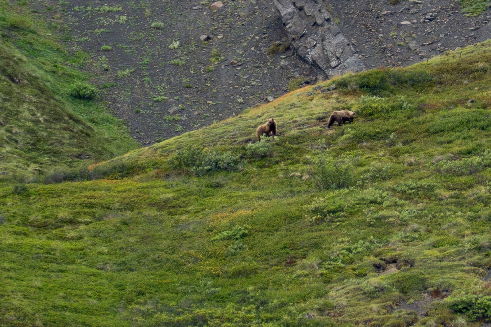 Two grizzly bears moving across a green tundra hillside in Denali