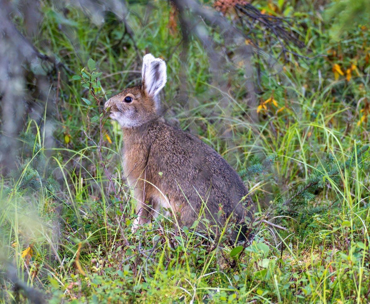 A snowshoe hare among low vegetation in Denali