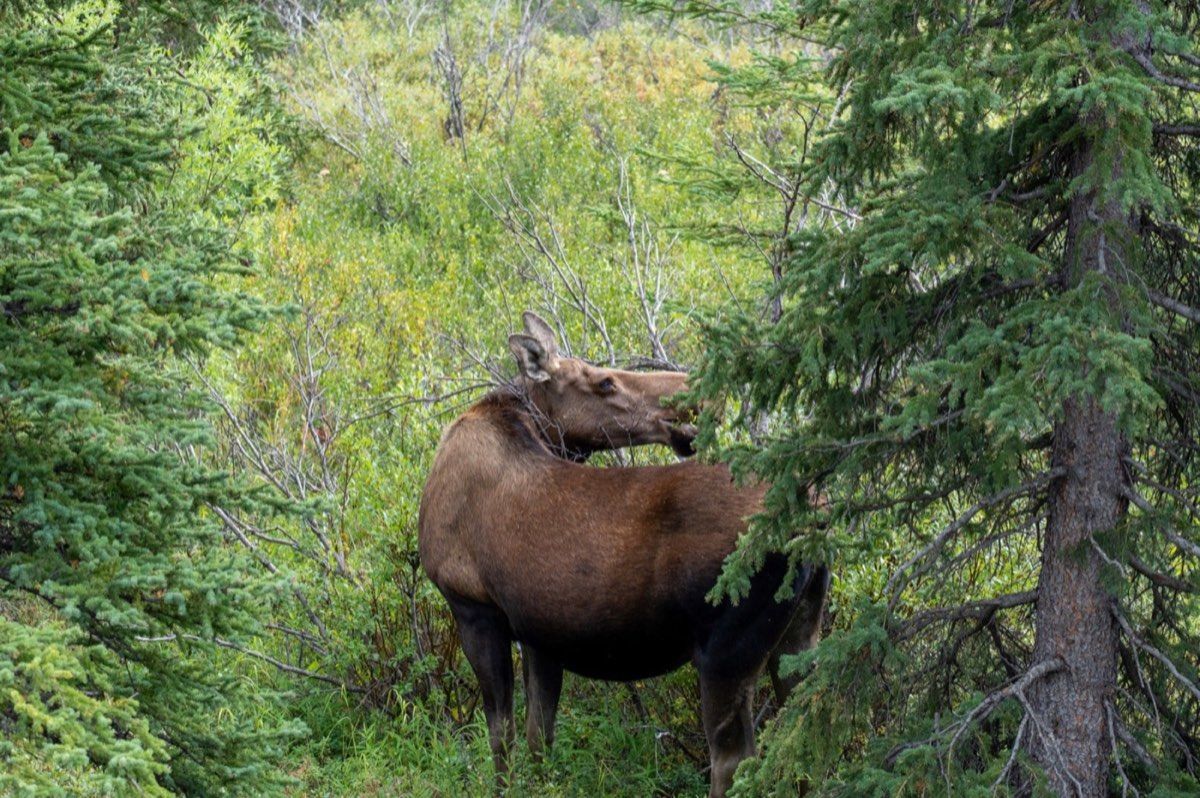 Cow moose standing among light forest near Savage River