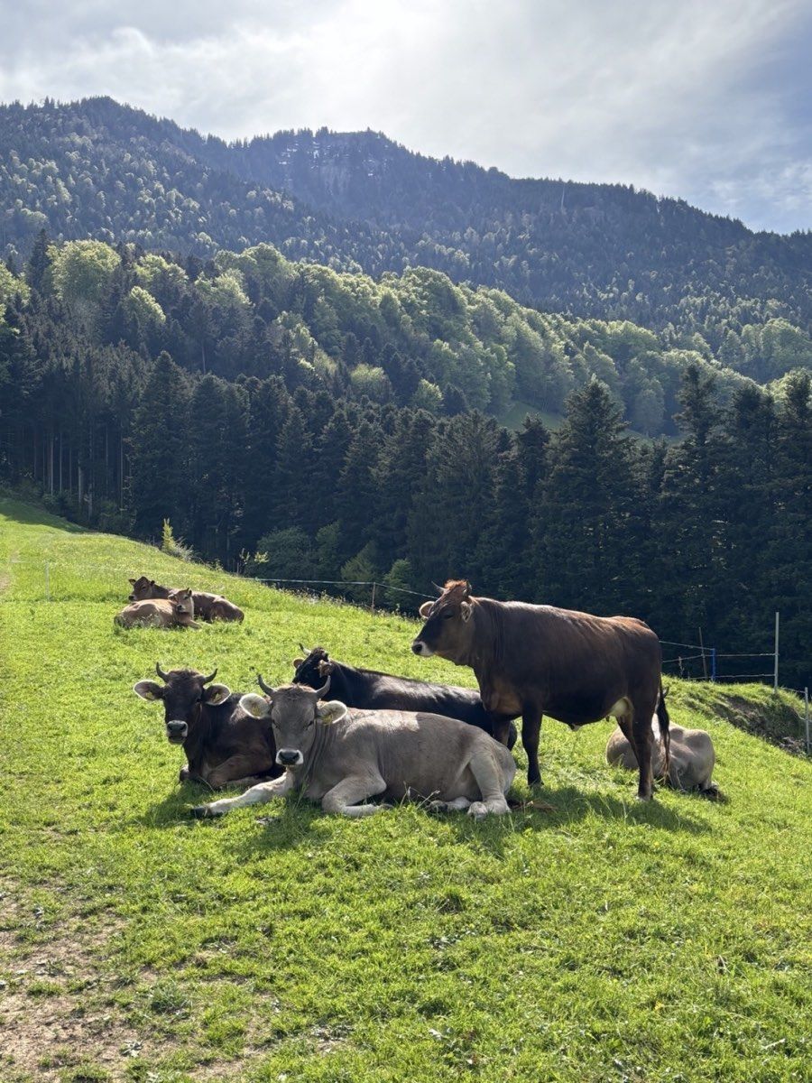 Cattle resting in a sunny meadow on the southern side of Rigi