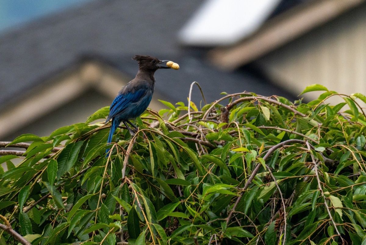 Steller's Jay holding a peanut on a leafy branch