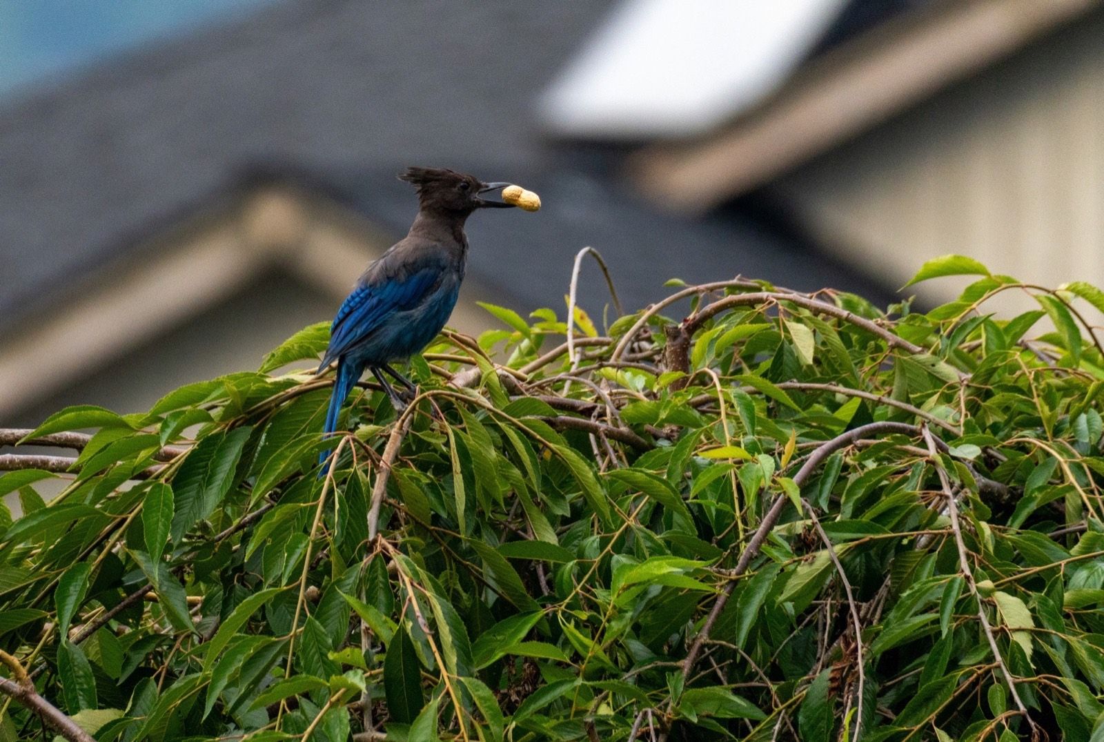 Steller's Jay holding a peanut on a leafy branch