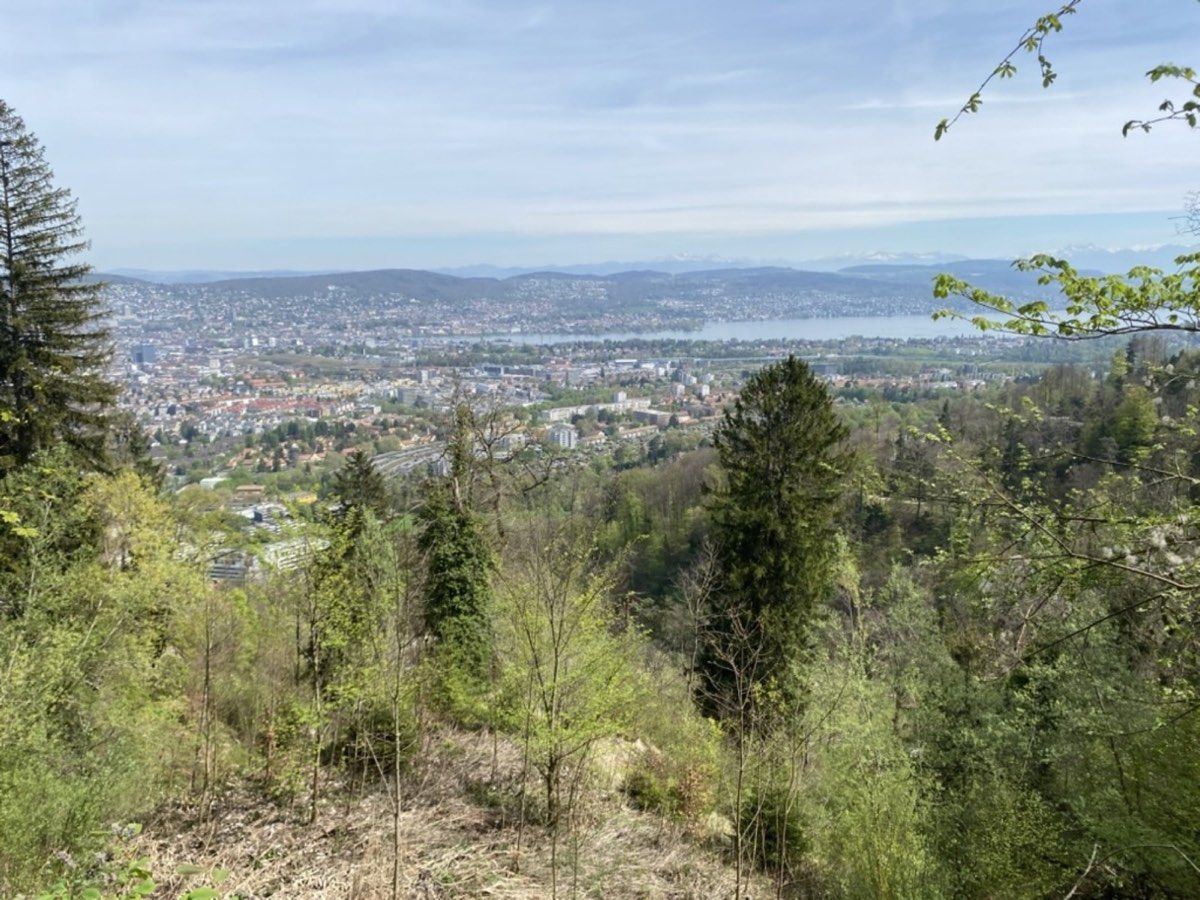 Fresh spring green above Zurich with snowy Alps in the distance
