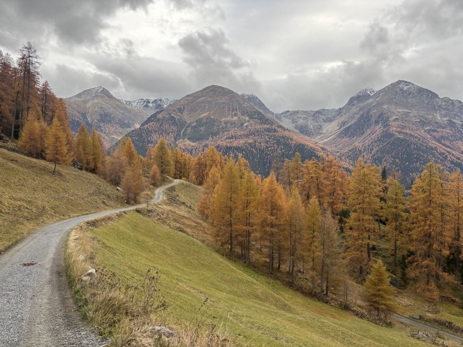Golden larches beneath lightly snow-covered Engadin mountains