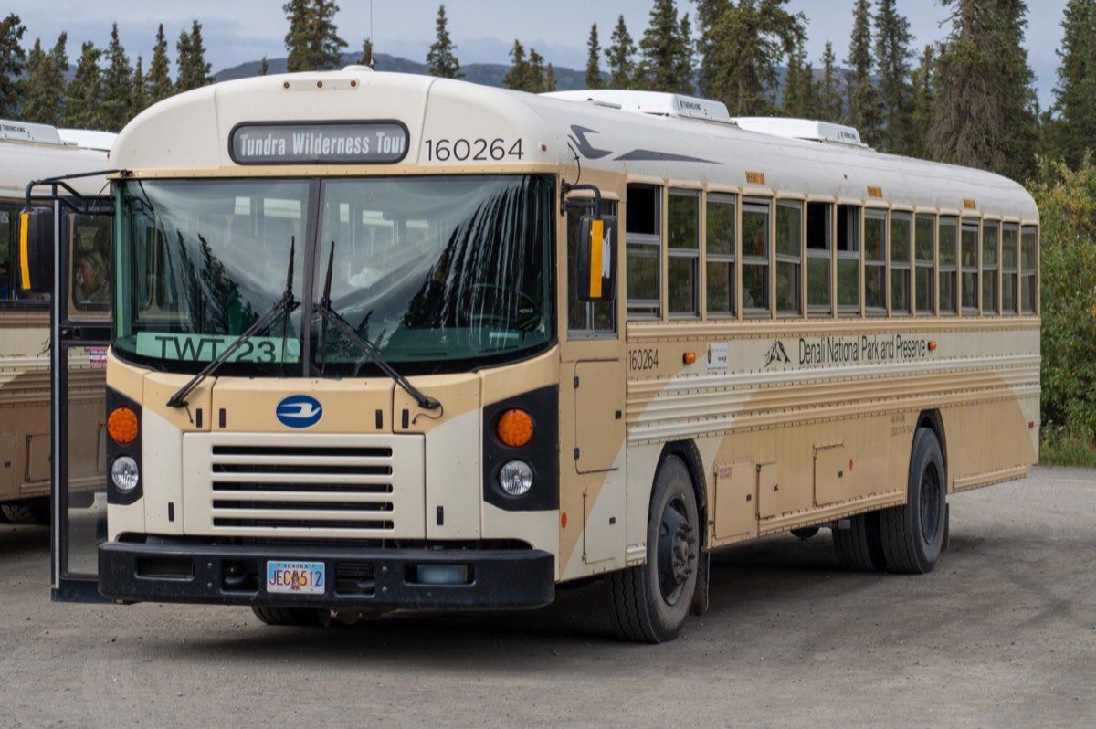Tan tour bus on the Denali Park Road