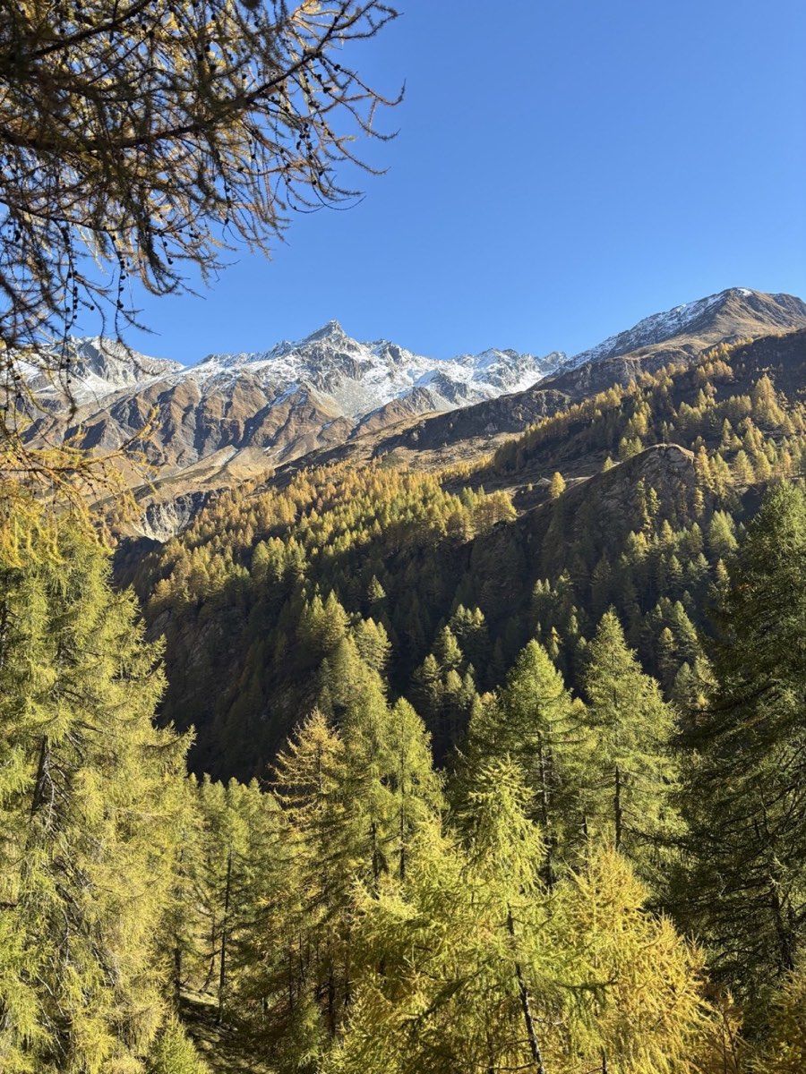 Golden larch forest below snow-dusted peaks during the climb from Lago di Luzzone