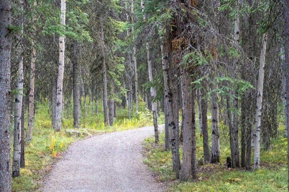 Narrow path through spruce forest near Riley Creek Campground