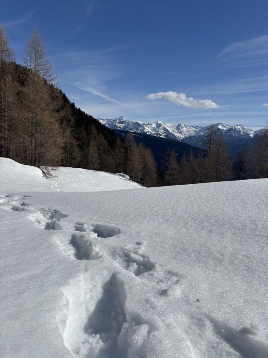 Deep snow and a single track through a larch forest
