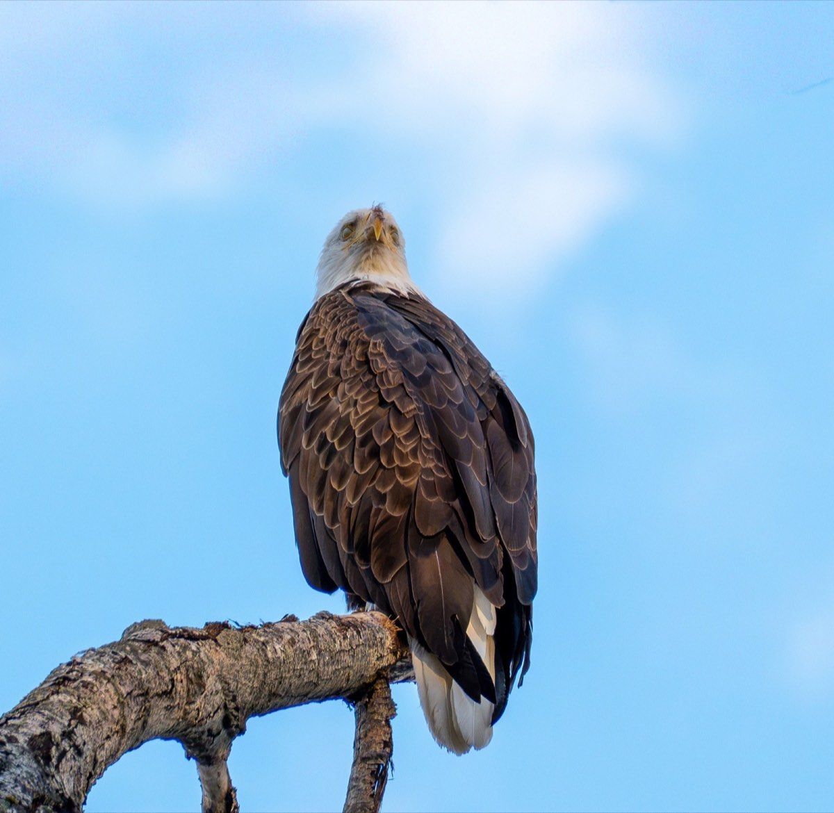 Close view of a Bald Eagle looking down from a branch