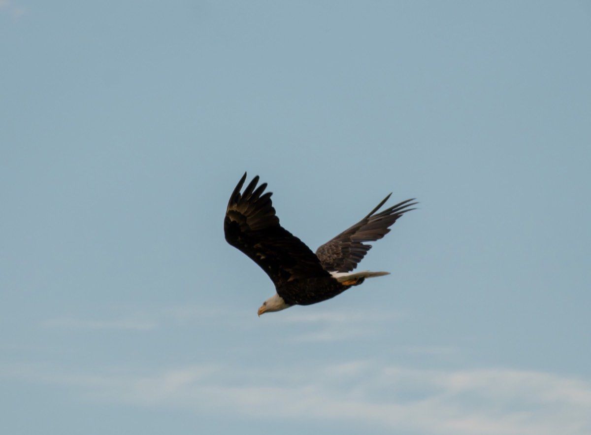 Weisskopfseeadler im Flug unter leicht bewölktem Himmel