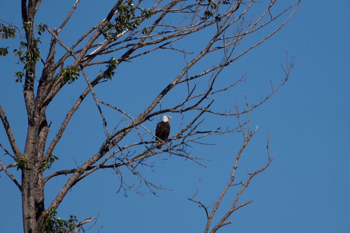 Bald Eagle sitting in a high branching tree against blue sky