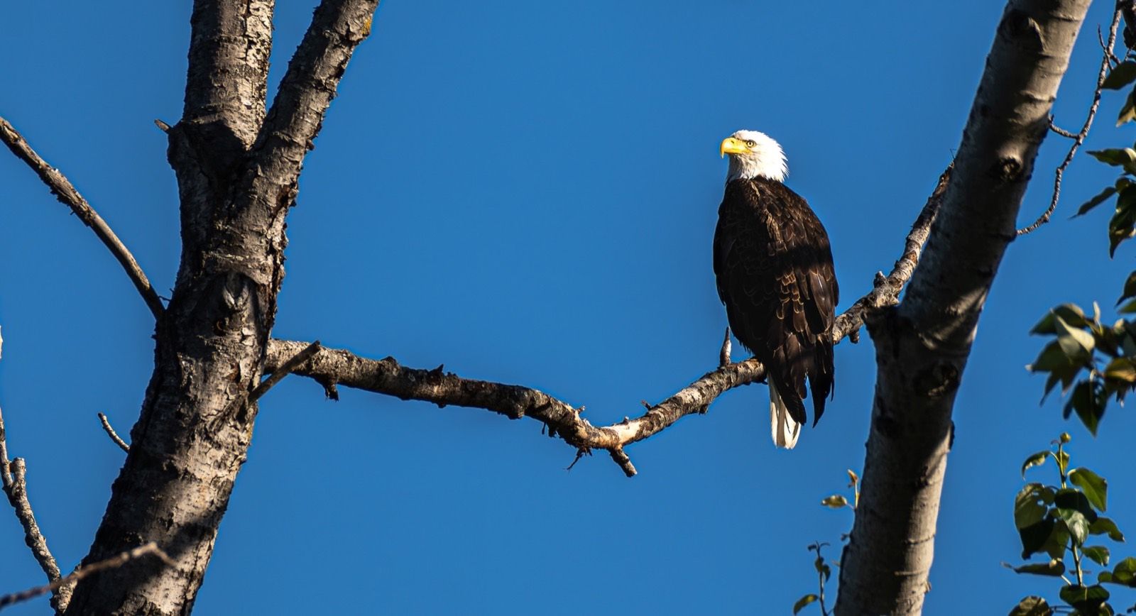 Bald Eagle perched between tree trunks at Union Bay